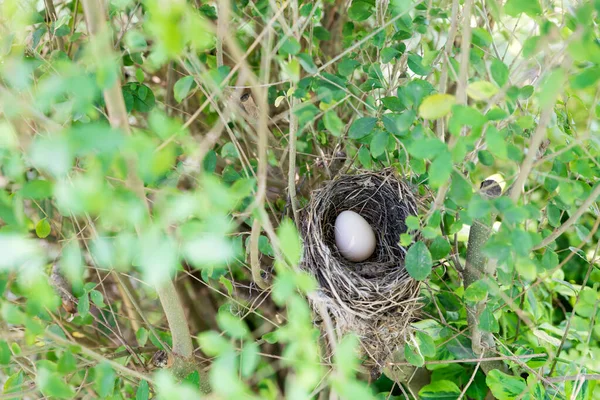 Vogelnest mit Ei — Stockfoto