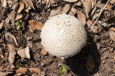 Ormanda beyaz mantar