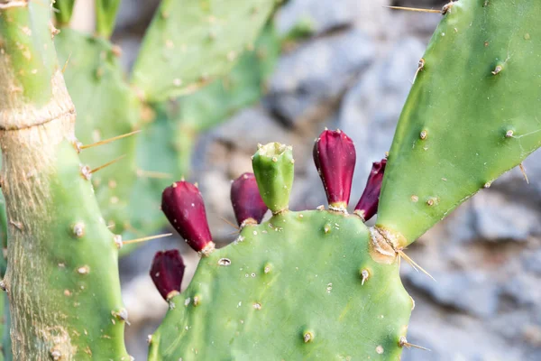 Plant Prickly Pear Cactus — Stock Photo, Image
