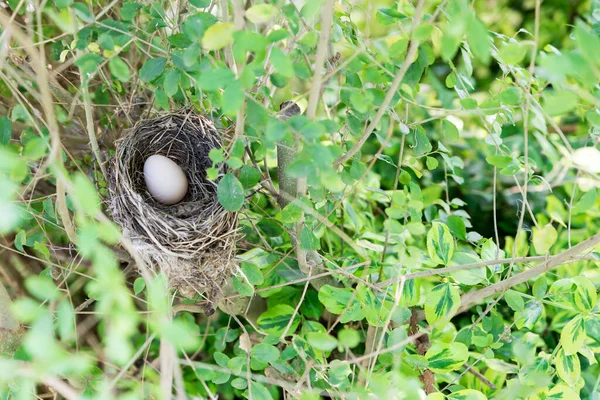 Nido Aves Con Huevo — Foto de Stock