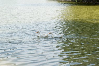 Bir çift beyaz ördek görüntüsü