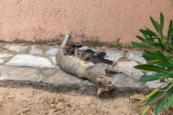 กแมวท นนมแม — ภาพถ่ายสต็อก