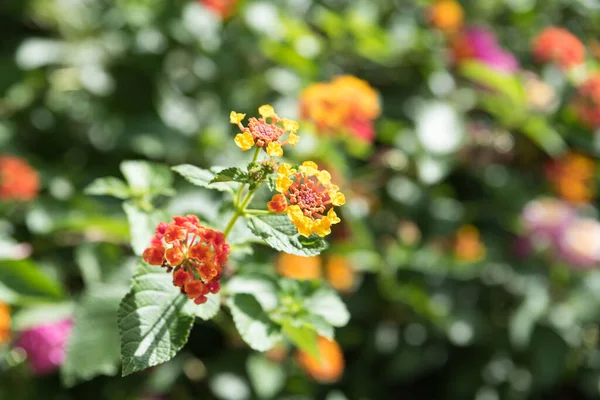 Botanical Garden Catania Sicily — Stock Photo, Image