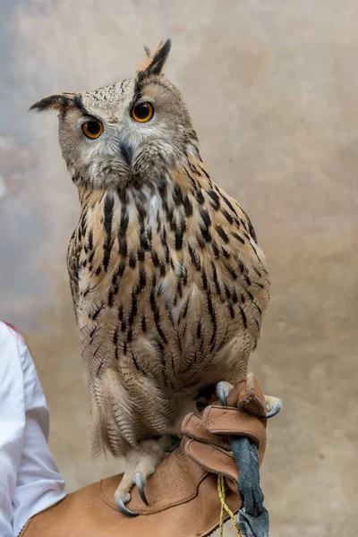 Búho Águila Vista Cerca — Foto de Stock