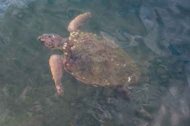 Yunanistan 'ın Kefalonia adasında Argostoli' den Caretta caretta kaplumbağası