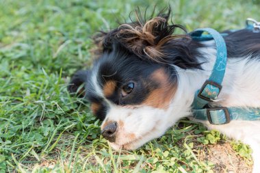 Süvari kralının portresi 