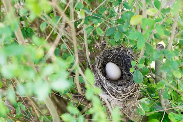 Yumurtalı Kuş Yuvası — Stok fotoğraf