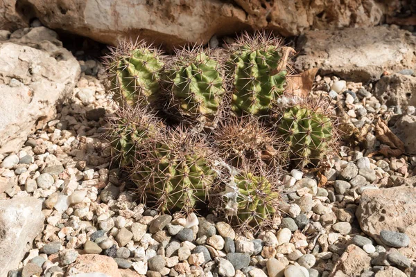 Jardin Botanique Catane Sicile — Photo