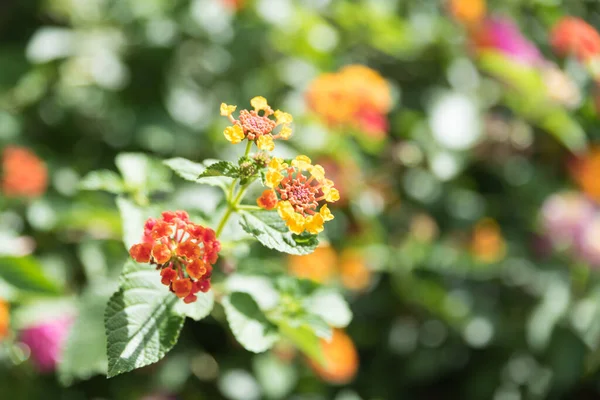 Botanical Garden Catania Sicily — Stock Photo, Image