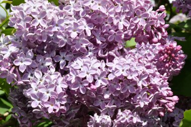 Bir bahar da leylak mor renk Sprig