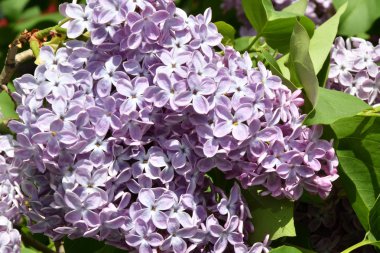 Bir bahar da leylak mor renk Sprig