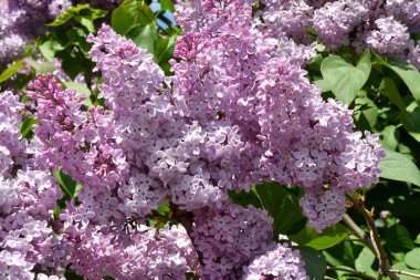 Bir bahar da leylak mor renk Sprig