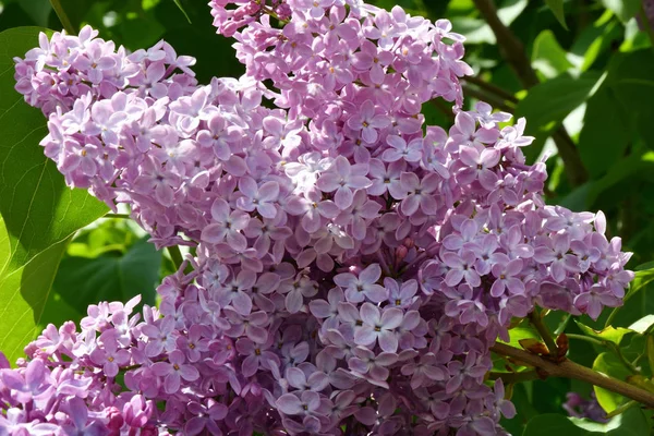 Rígido Cor Lilás Roxo Uma Primavera — Fotografia de Stock