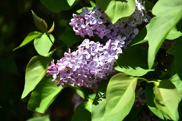 Rígido Cor Lilás Roxo Uma Primavera — Fotografia de Stock