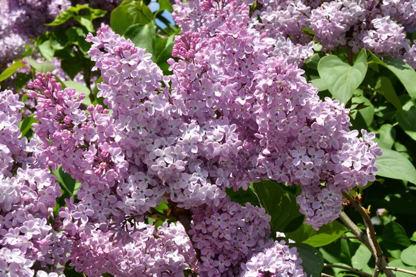 Bir bahar da leylak mor renk Sprig