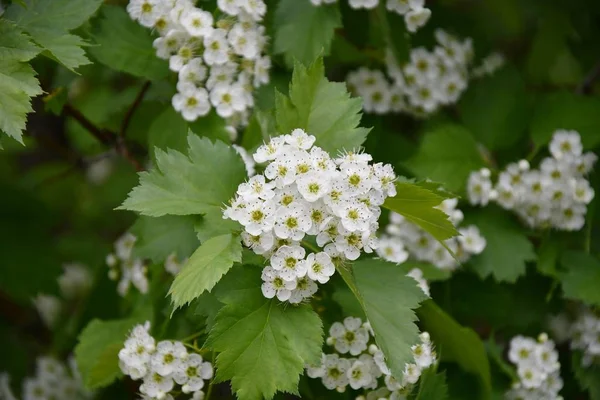 春の庭の朝に白いサンザシの花 — ストック写真