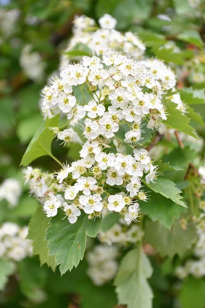 White Hawthorn Květiny Dopoledních Hodinách Spring Garde — Stock fotografie