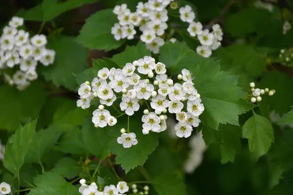 春の庭の朝に白いサンザシの花 — ストック写真
