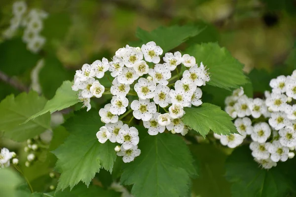 春の庭の朝に白いサンザシの花 — ストック写真