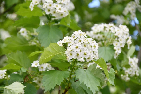 White Hawthorn Flowers Morning Spring Garde — Stock Photo, Image