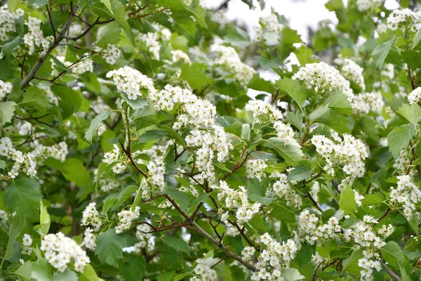 春の庭の朝に白いサンザシの花 — ストック写真