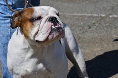 Köpek doğurmak İngilizce Bulldog sabah yürüyüş
