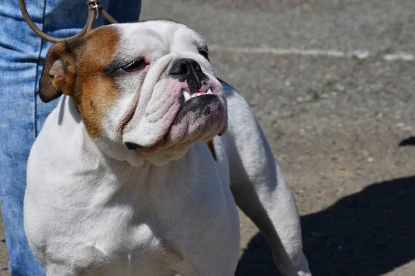 Dog breed English Bulldog the morning walk