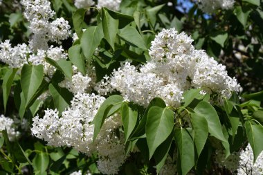 Sabah bahar bahçe beyaz leylak rengi