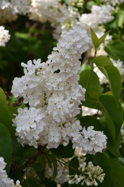 Sabah bahar bahçe beyaz leylak rengi