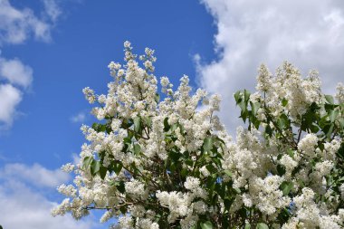 Sabah bahar bahçe beyaz leylak rengi