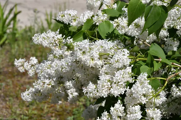 Lila Vit Färg Morgonen Spring Garden — Stockfoto