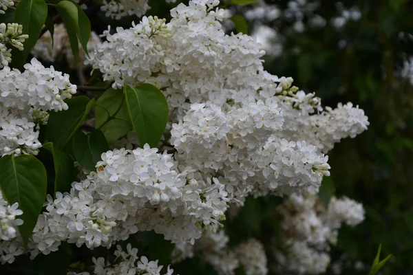Сирень Белого Цвета Утреннем Весеннем Саду — стоковое фото