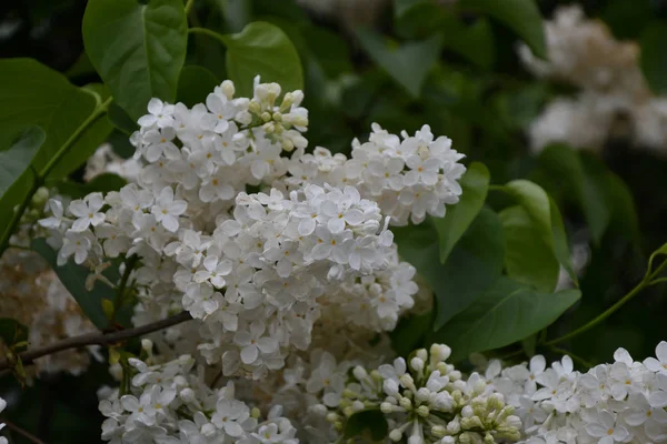 Lila Bílá Barva Ranní Jarní Zahrada — Stock fotografie