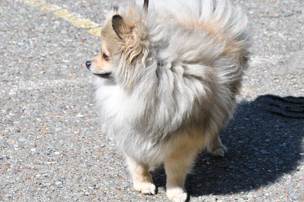 Razas Perros Spitz Alemán Paseo Por Mañana — Foto de Stock