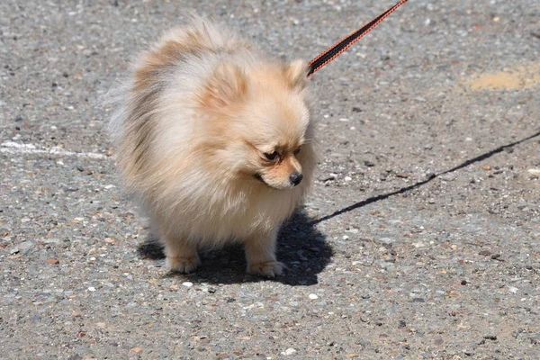 Razas Perros Spitz Alemán Paseo Por Mañana — Foto de Stock