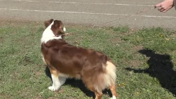 犬散歩で英語羊飼いを犬します — ストック動画