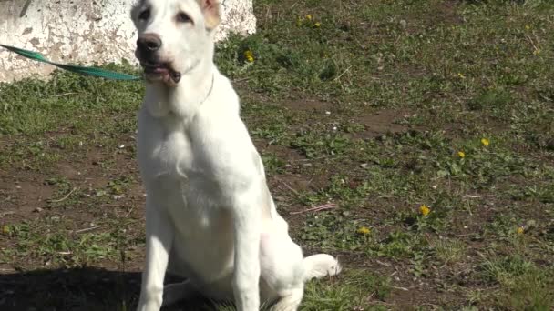 Hunderassen Der Alabai Auf Dem Spaziergang — Stockvideo