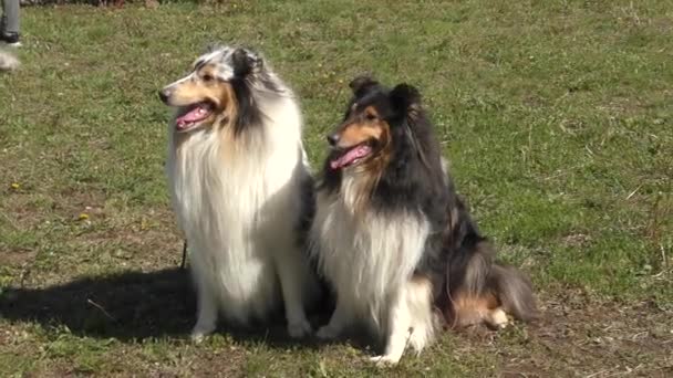 Raças Cães Collie Caminhada — Vídeo de Stock