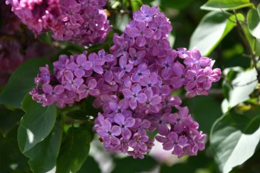 Bir bahar gününde leylak mor renk Sprig