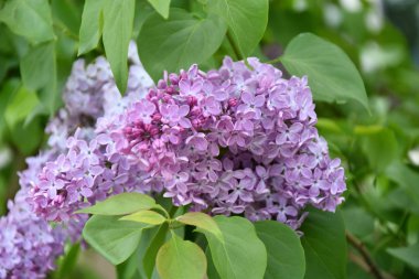 Bir bahar gününde leylak mor renk Sprig