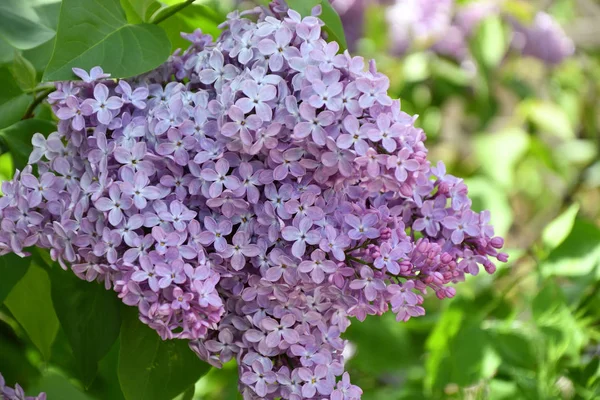 Rígido Cor Lilás Roxo Dia Primavera — Fotografia de Stock