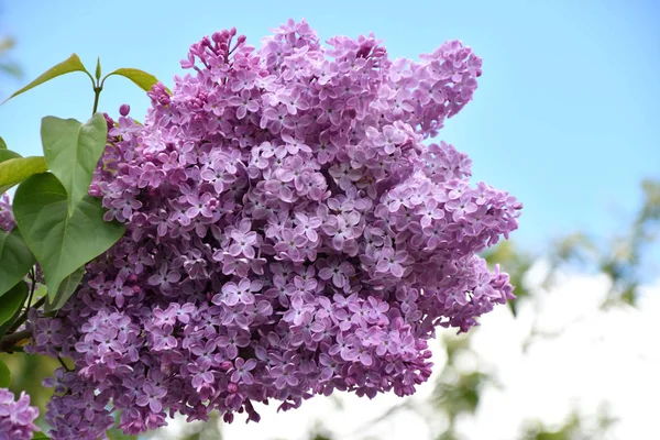 Rígido Cor Lilás Roxo Dia Primavera — Fotografia de Stock