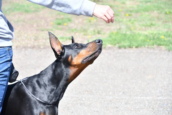 一只狗在夏日的清晨散步中繁殖着猎犬 — 图库照片