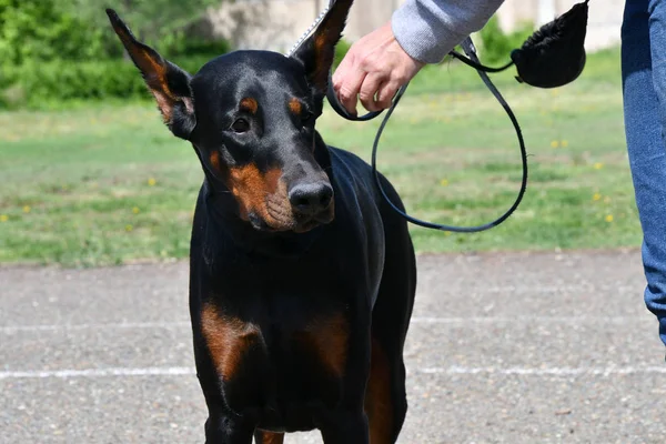 Chien Race Doberman Sur Une Promenade Matinale Sur Une Journée — Photo