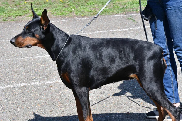 Bir Yaz Gününde Sabah Yürüyüşe Köpek Doğurmak Doberman — Stok fotoğraf