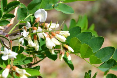 Akasya beyaz çiçekler bahar günü sabah