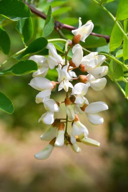 Akasya beyaz çiçekler bahar günü sabah