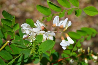 Akasya beyaz çiçekler bahar günü sabah