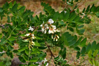 Akasya beyaz çiçekler bahar günü sabah