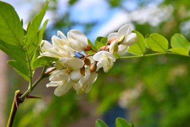 Akasya beyaz çiçekler bahar günü sabah
